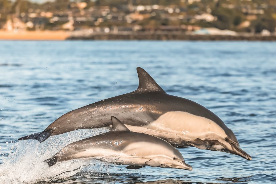 Newport Beach: 2-Hour Whale Watching Tour - Recent Encounters