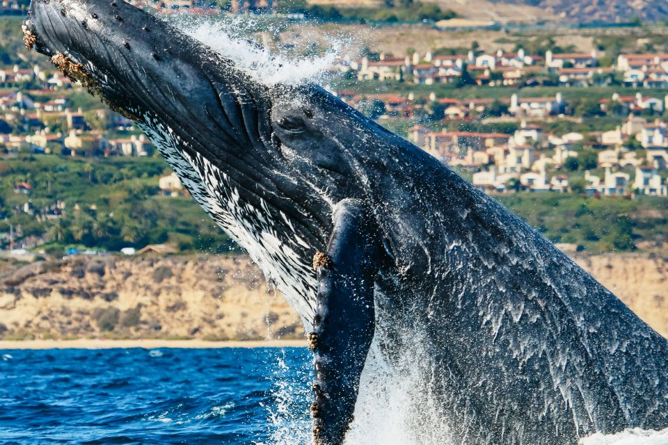 Newport Beach: 2-Hour Whale Watching Tour - Frequently Asked Questions