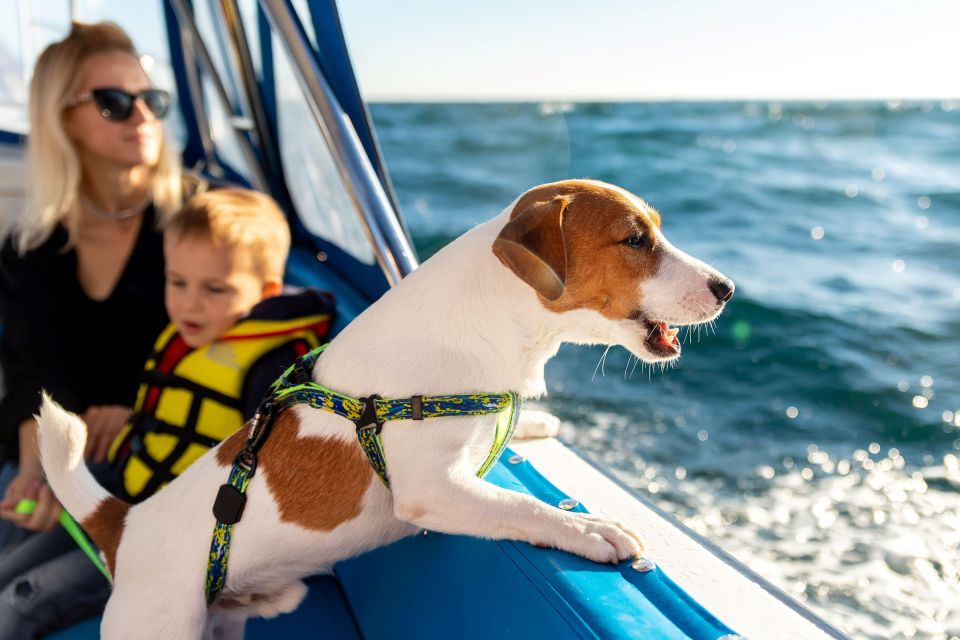 Newport Beach: Electric Boat Rental - Potential Wildlife Sightings