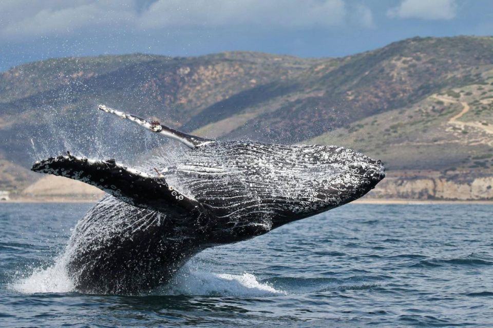 Newport Beach: Luxury Whale Watching Catamaran Cruise - Catamaran Cruise Details
