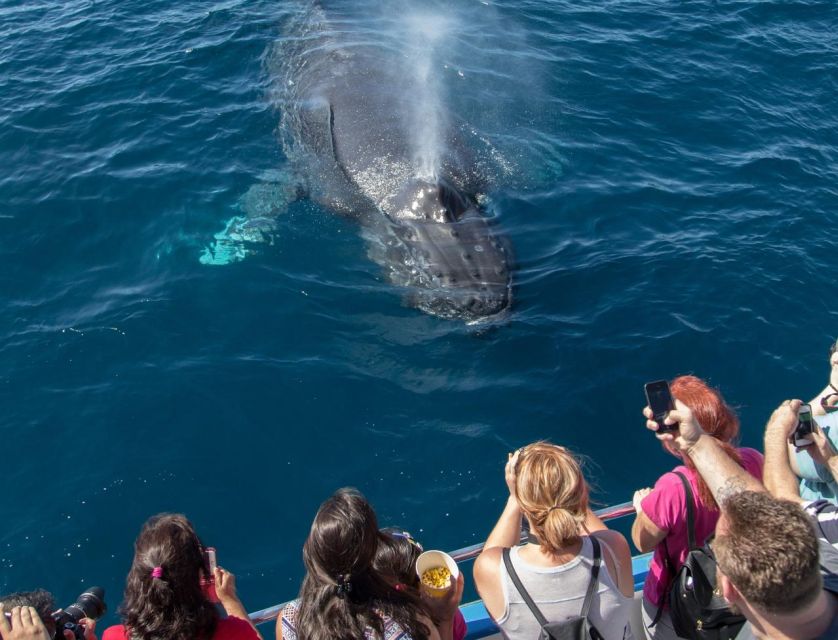 Newport Beach: Luxury Whale Watching Catamaran Cruise - Marine Life Sightings