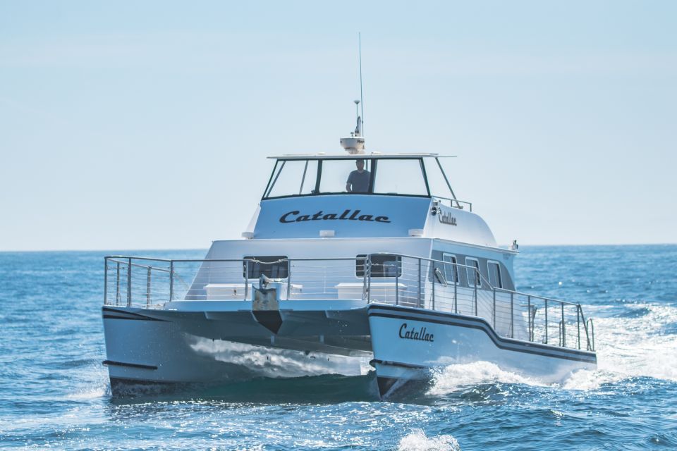 Newport Beach: Luxury Whale Watching Catamaran Cruise - Naturalist Guide Insights