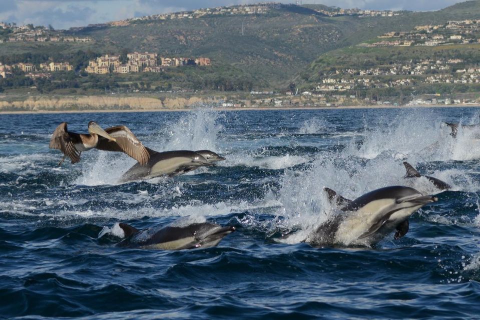 Newport Beach: Luxury Whale Watching Catamaran Cruise - Arrival and Parking