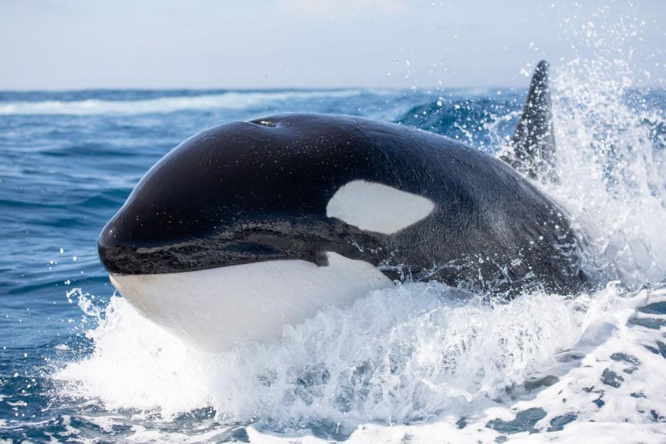 Newport Beach: Luxury Whale Watching Catamaran Cruise - Recap