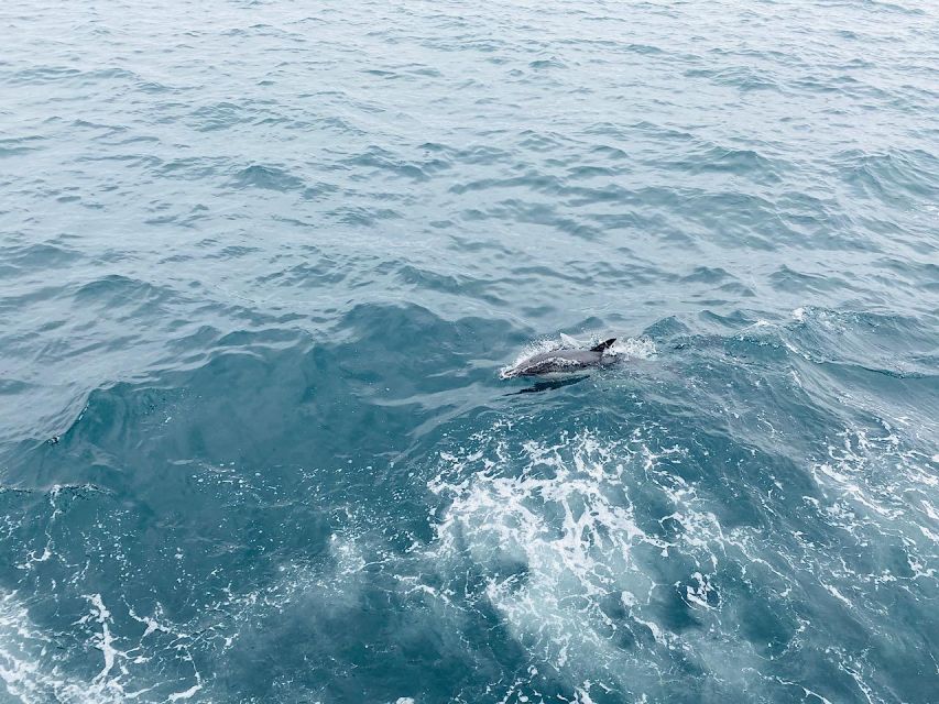 Newport Beach Private Tour & Whale Watching Cruise - Itinerary