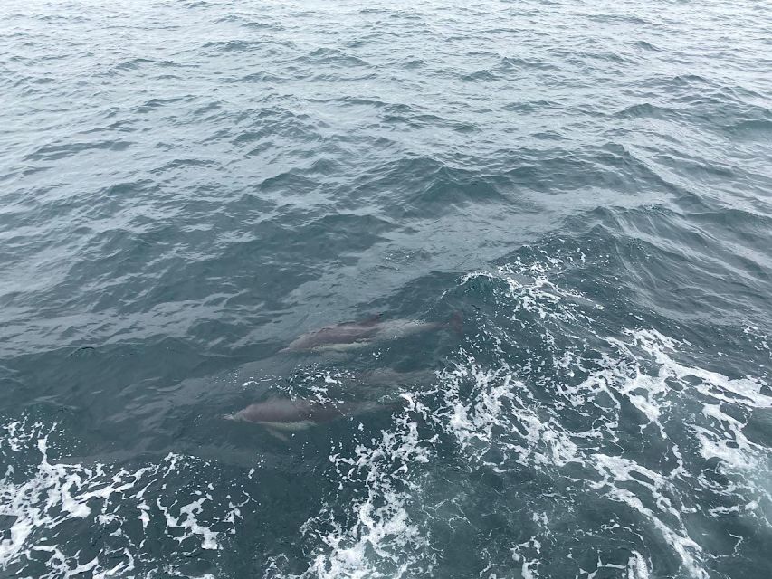 Newport Beach Private Tour & Whale Watching Cruise - VIP Seating Upgrade