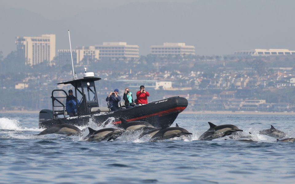 Newport Beach: Ultimate Whale Watching Adventure - RIB Boat for 360-Degree Views
