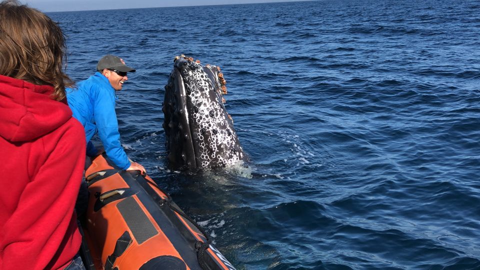 Newport Beach: Ultimate Whale Watching Adventure - Frequently Asked Questions