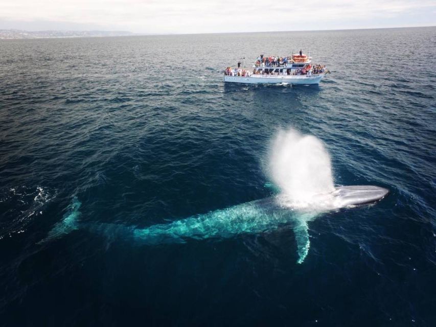 Newport Beach: Whale and Dolphin-Watching Cruise - Marine Mammals to Spot