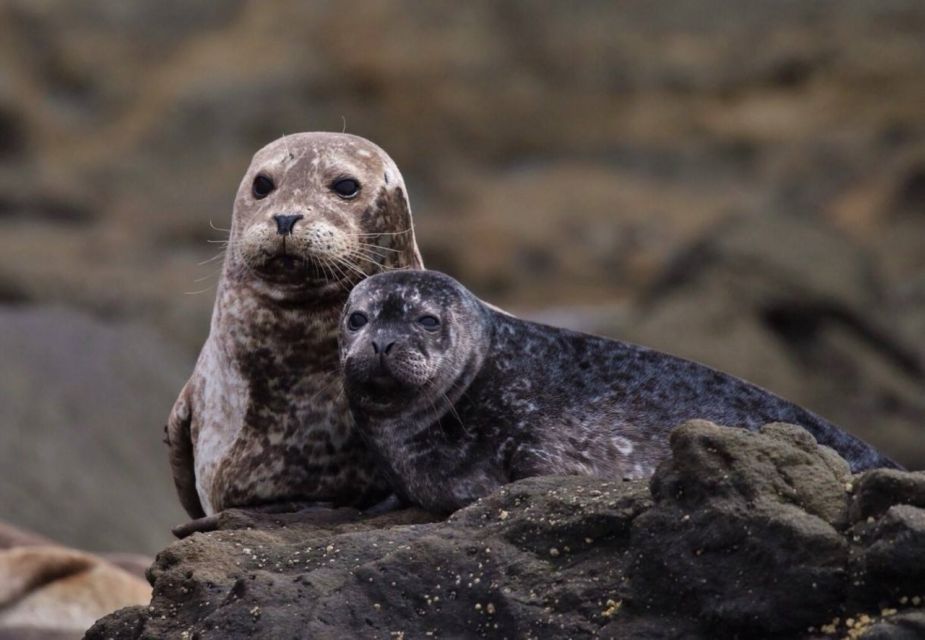 Newport Beach: Whale and Dolphin-Watching Cruise - Specialized Boat Design