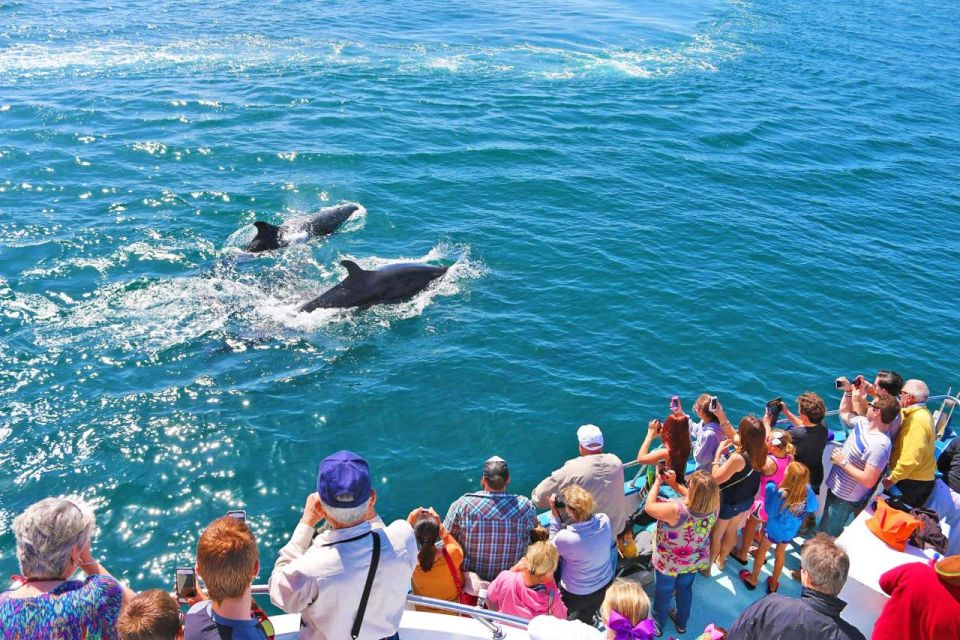 Newport Beach: Whale and Dolphin-Watching Cruise - Calm Ocean Conditions