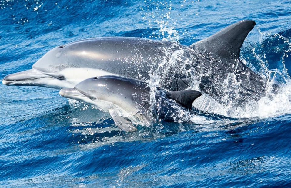 Newport Beach: Whale and Dolphin-Watching Cruise - Booking and Cancellation Policy