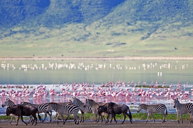 Ngorongoro Crater Day Trip - Inclusions in the Day Trip