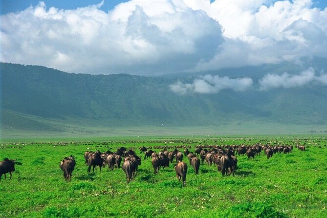 Ngorongoro Crater Day Trip - Operating Hours and Dates