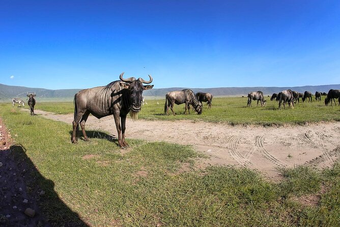 Ngorongoro Crater Day Trip - Additional Tour Details
