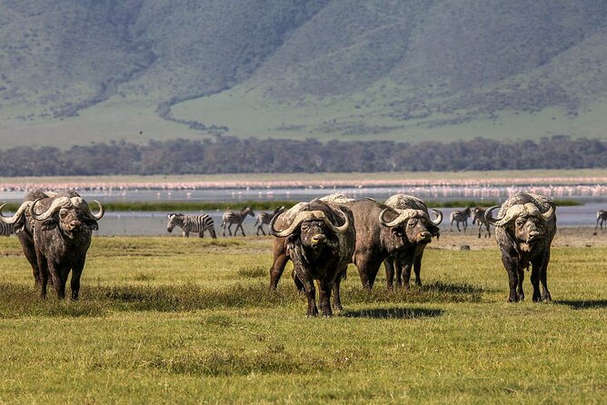 Ngorongoro Crater Day Trip - Exploring the Crater
