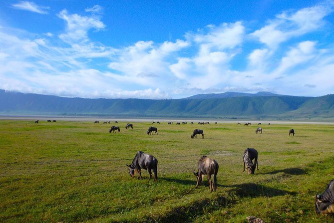 Ngorongoro Crater Day Trip - Traveler Reviews