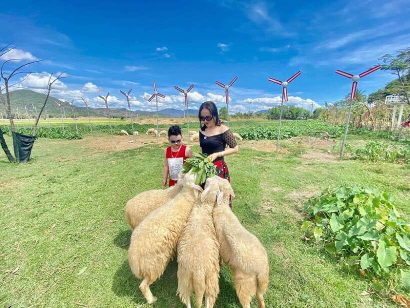 Nha Trang City Tour Hang Rai Coral Reef, Ninh Thuan Vineyard - Experience at Suoi Tien Sheep Field