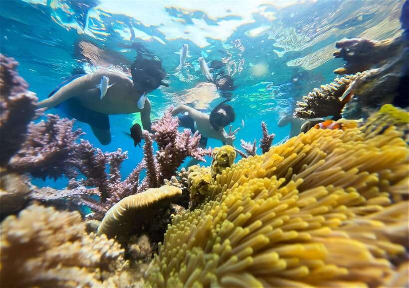 Nha Trang: Mun Island Marine Park and Coral Reef Snorkeling - Tour Overview and Pricing