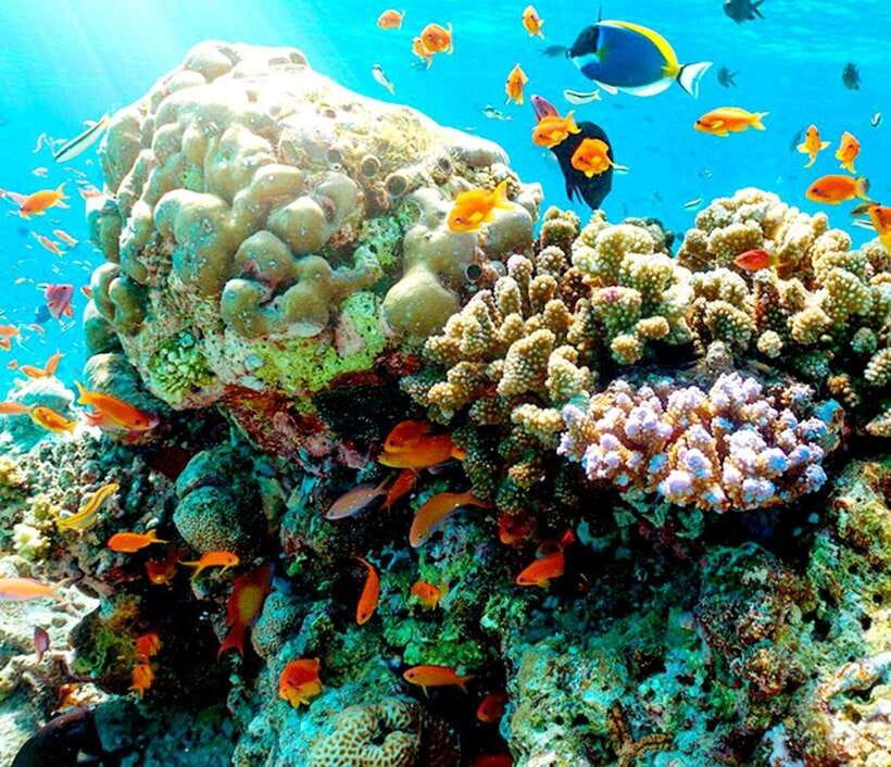 Nha Trang: Scuba Diving and Eco-Tourism Island Day Trip - Booking and Cancellation Information