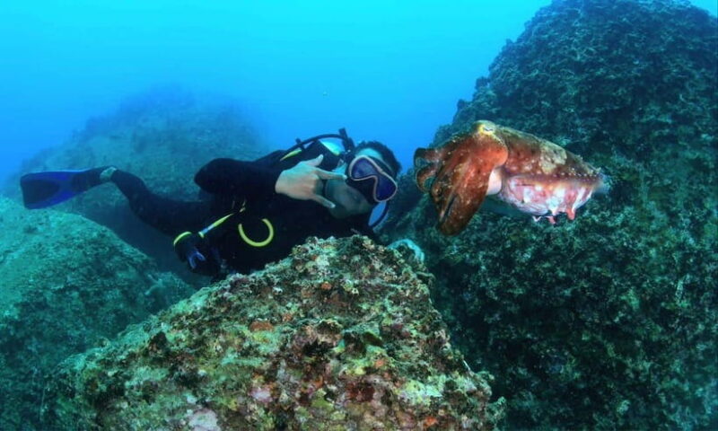 Nha Trang : Scuba Diving Experience for Certified Dive - Pricing and Booking Information