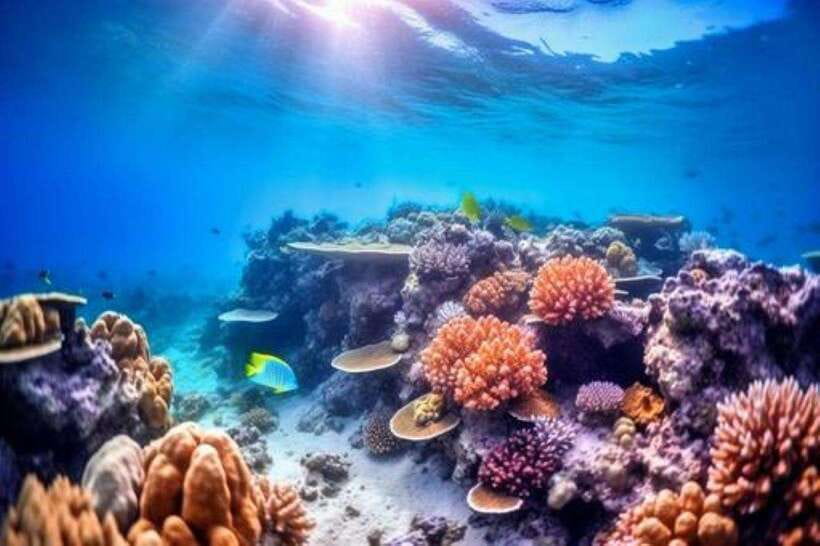 Nha Trang: Sea Walking, Coral Reef & Fishing Village By Cano - Inclusions