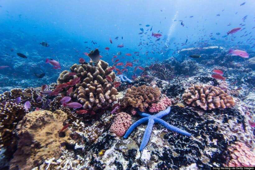 Nha Trang: Sea Walking, Coral Reef & Fishing Village By Cano - Contact Information