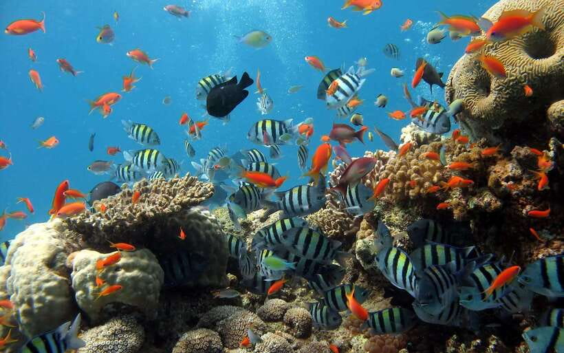Nha Trang: Sea Walking, Coral Reef & Fishing Village By Cano - Experience Highlights