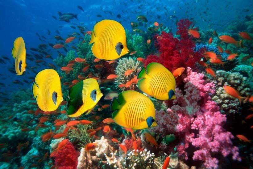 Nha Trang: Sea Walking To Discover Coral Reef - Exploring Nha Trangs Underwater Wonders