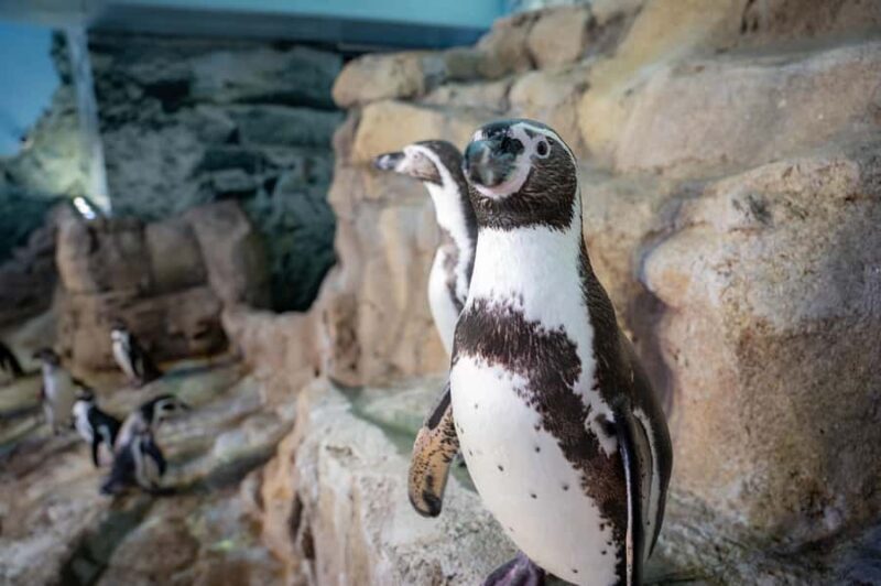 Niagara: Aquarium of Niagara General Admission - Frequently Asked Questions