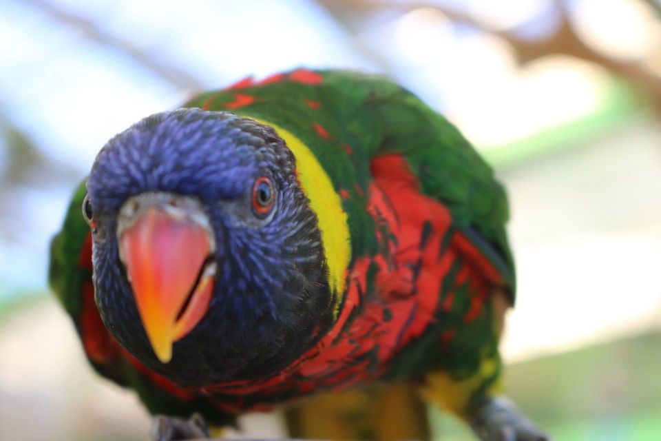 Niagara Falls, Canada: Bird Kingdom Entry Ticket - Key Points