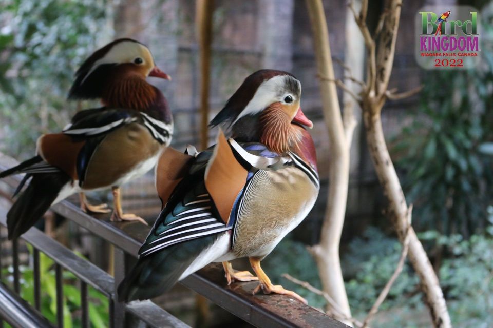 Niagara Falls, Canada: Bird Kingdom Entry Ticket - Whats Included