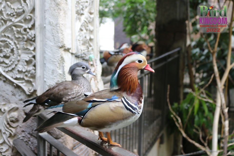 Niagara Falls, Canada: Bird Kingdom Entry Ticket - Live Bird Demonstrations