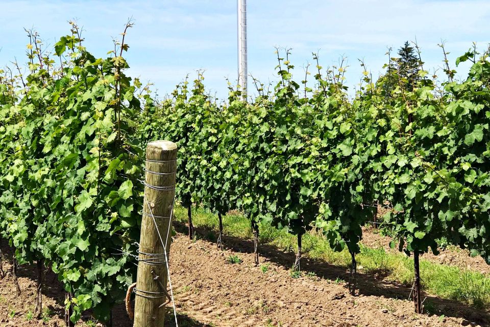 Niagara-On-The-Lake: Wine & Charcuterie Tour With Tastings - Cancellation and Important Information