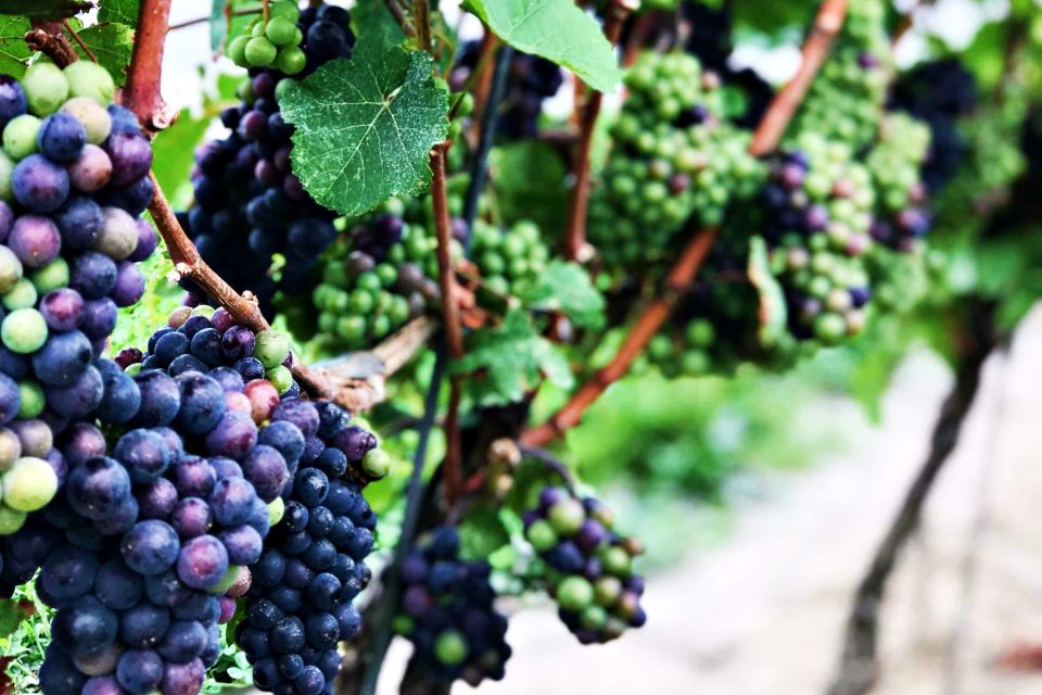 Niagara-On-The-Lake: Wine & Charcuterie Tour With Tastings - Duration and Timings