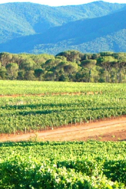 Nice: Full-Day Côtes De Provence Wine Tour - The Regions Wines