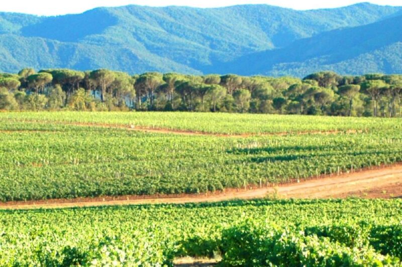 Nice: Full-Day Côtes De Provence Wine Tour - Getting to the Tour