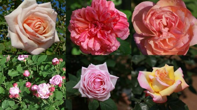 Nice: Medieval Villages Full-Day Guided Trip - Tips for Travelers