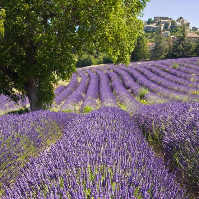 Nice: the Gorges Du Verdon and Ste Croix Lake Full-Day Tour - The Medieval Village of Castellane