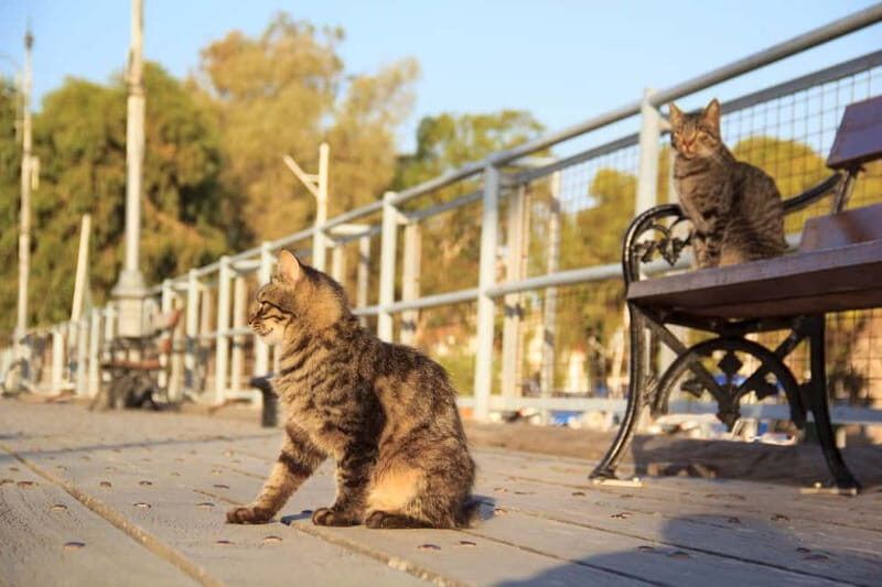Nicosia: Express Walk with a Local in 60 minutes - Frequently Asked Questions