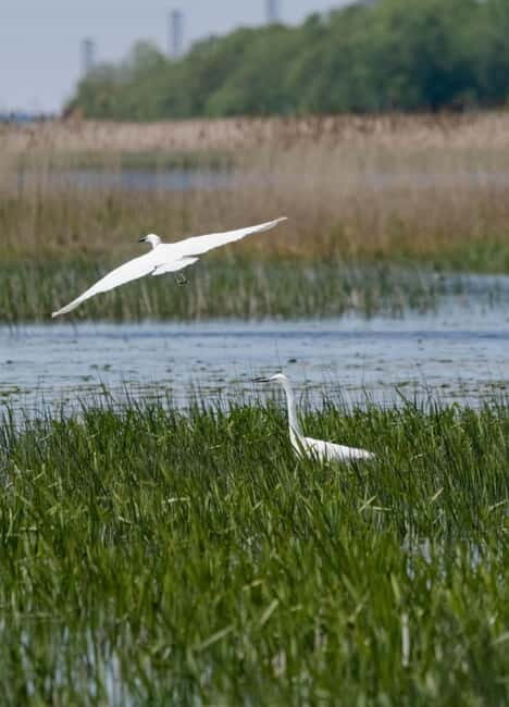 Nida: Bird-Watching Adventure in Nemunas Delta - The Experience from a Traveller’s Perspective