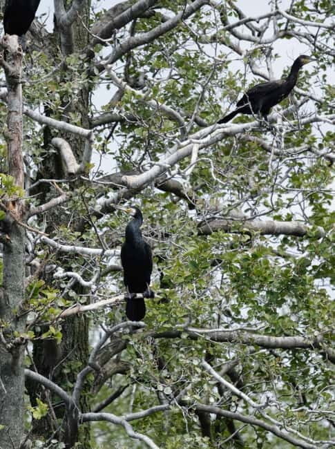 Nida: Bird-Watching Adventure in Nemunas Delta - Practical Tips for Participants
