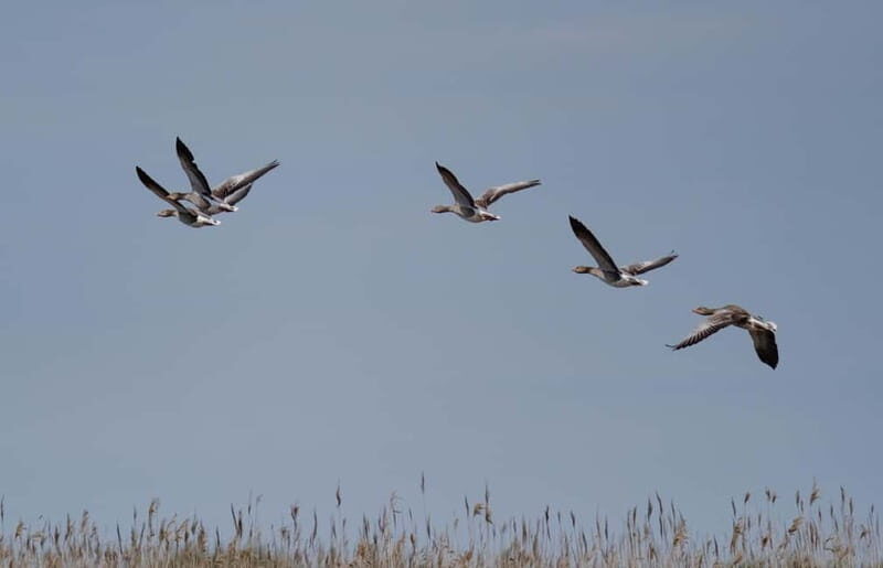 Nida: Bird-Watching Adventure in Nemunas Delta - Why This Tour Is a Great Choice