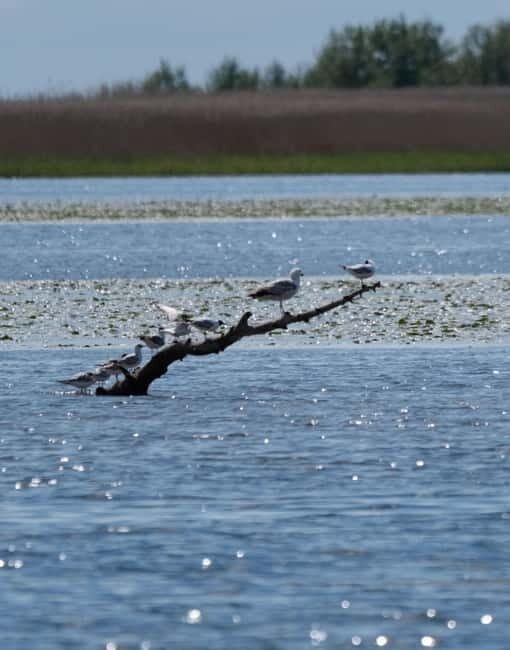 Nida: Bird-Watching Adventure in Nemunas Delta - FAQs