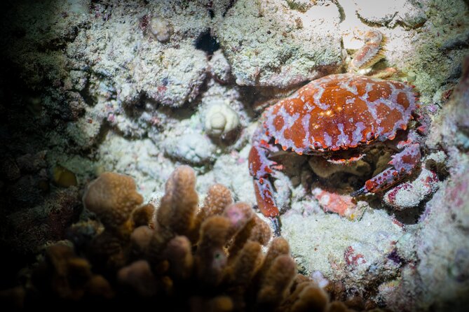 Night Dive Adventure in Oahu - Health and Safety Considerations
