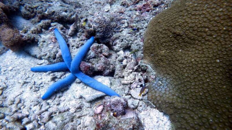 Night Diving From Stunning Coral Reef in the Heart of Phuket - Booking Details