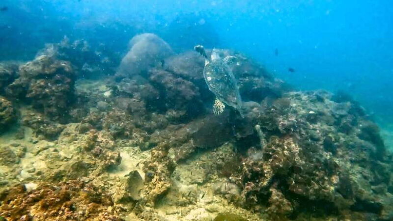 Night Diving From Stunning Coral Reef in the Heart of Phuket - Location and Meeting Point