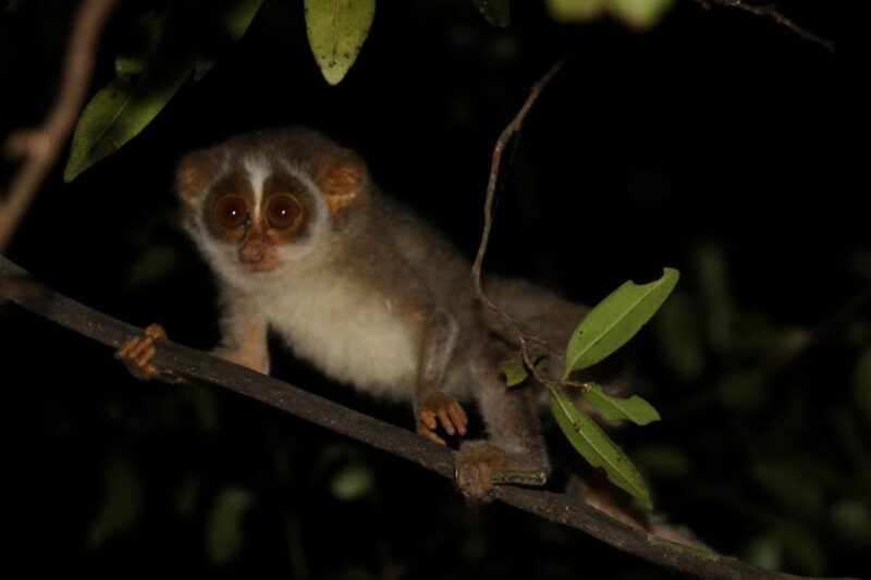 Night Hike to See Elusive & Rare Loris in Sigiriya - Good To Know