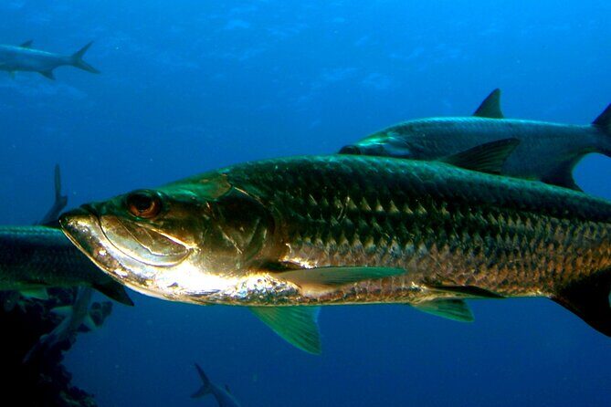 Night Kayak Tour St. John - Westin Resort - What to Expect from the Night Kayak Tour