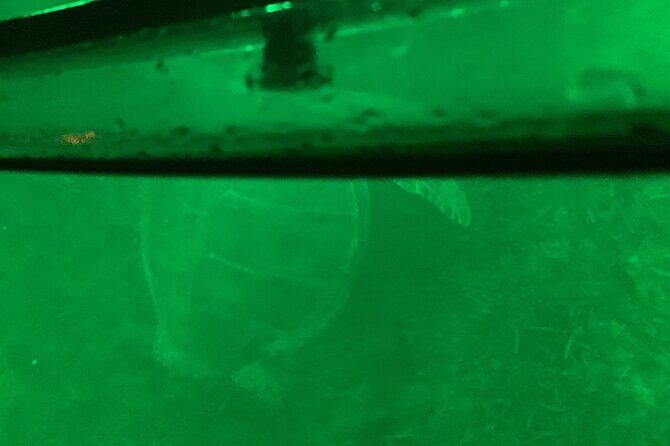 Night Kayaking with Liquid Glow - Practical Details: What You Should Know